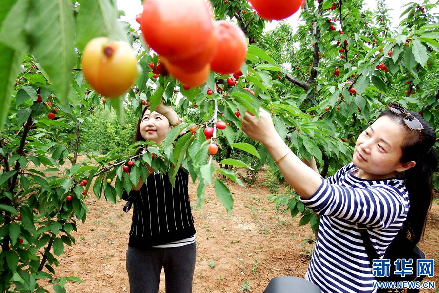 河南新安溝域經(jīng)濟(jì)帶火櫻桃產(chǎn)業(yè) 河南新安溝域經(jīng)濟(jì)帶火櫻桃產(chǎn)業(yè)