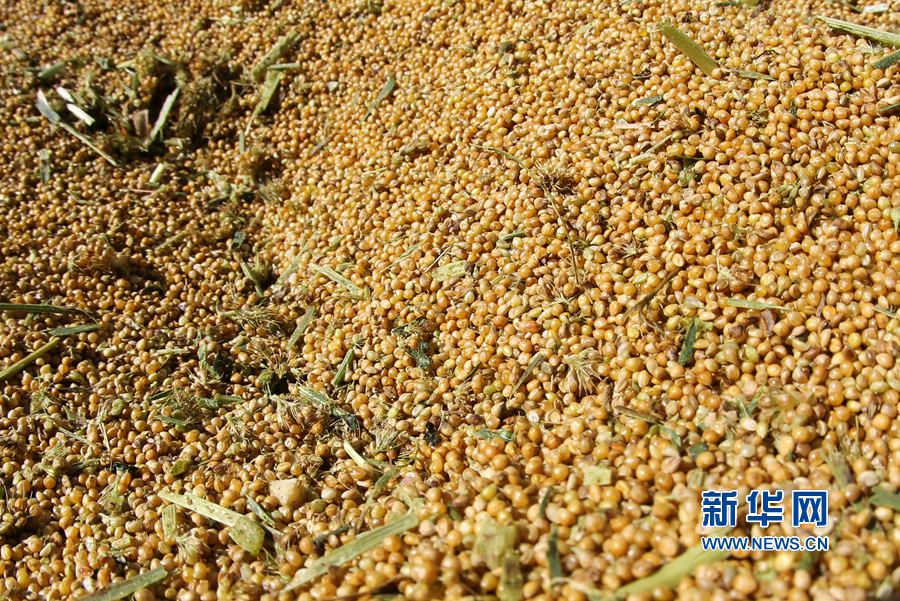 河南林州:金秋時(shí)節(jié) 谷子飄香 河南林州:金秋時(shí)節(jié) 谷子飄香