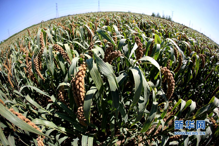 河南林州:金秋時(shí)節(jié) 谷子飄香 河南林州:金秋時(shí)節(jié) 谷子飄香