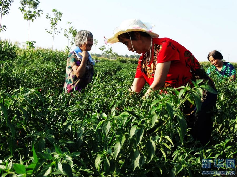 河南沈丘:“農(nóng)事娘子軍” 就業(yè)增收忙 河南沈丘:“農(nóng)事娘子軍” 就業(yè)增收忙