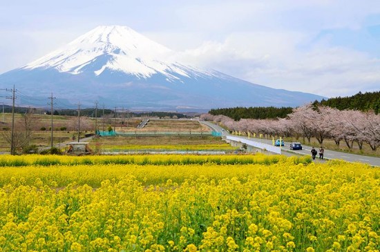 日本富士山下油菜花悉數(shù)綻放與櫻花交相輝映(圖)