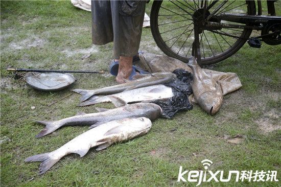 武漢暴雨沖來大魚 市民自帶漁網當街捕魚
