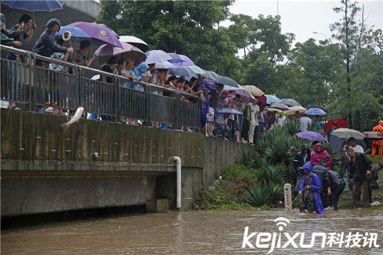 武漢暴雨沖來大魚 市民自帶漁網當街捕魚