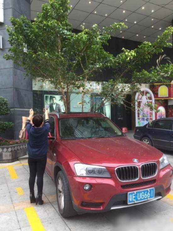 天降大樹插進(jìn)寶馬車 市民圍觀拍照(圖)
