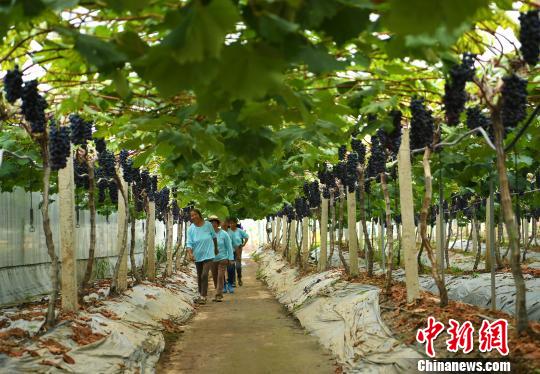 重慶打造美麗鄉(xiāng)村農(nóng)旅產(chǎn)業(yè)鮮果自采模式吸引市民體驗(yàn)農(nóng)業(yè)